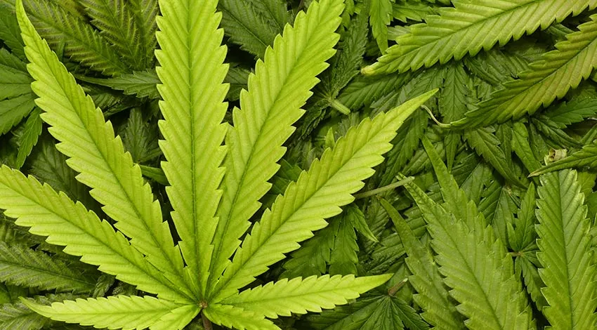 Hoja De Marihuana