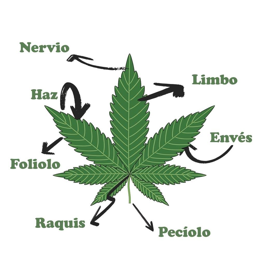 Aceite de CBD